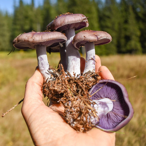 Organic Blewit Mushroom Sawdust Spawn